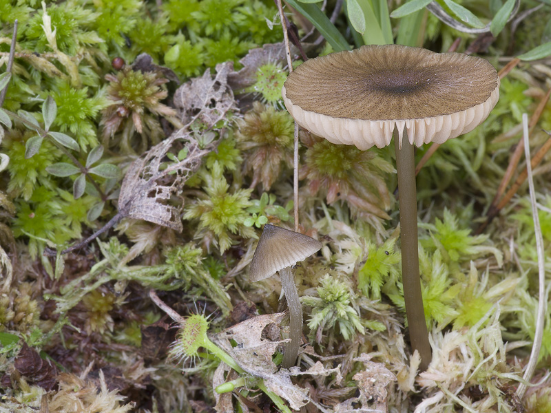 Entoloma cetratum